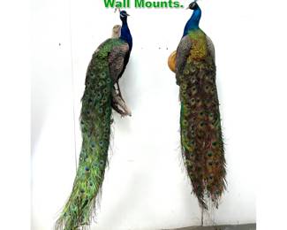 Lot 1499 2pcs Taxidermy Peacock Full Body Wall Mounts. 