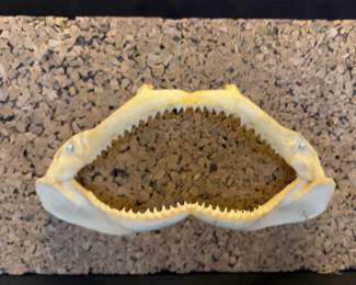 Mounted Shark Jaws 13” Width , Cork Board Foundation