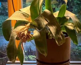 Large Mature Bromeliad in Pot
