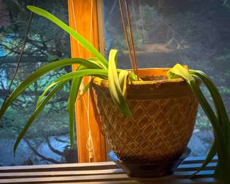 Mature Amaryllis (Hippeastrum) in Decorative Pot

