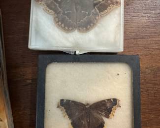Vintage moths