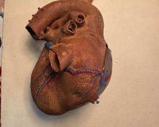 interesting model of a human heart by a noted 1950s medical artist 