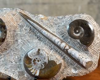 This lot features a display of several ammonite fossils embedded in a rock matrix. Ammonites were extinct marine animals closely related to modern-day cephalopods like the nautilus, octopus, and squid. This rare piece of history measures, 8.5” H x 14.5” W x 2.5” D.
