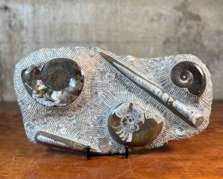 This lot features a display of several ammonite fossils embedded in a rock matrix. Ammonites were extinct marine animals closely related to modern-day cephalopods like the nautilus, octopus, and squid. This rare piece of history measures, 8.5” H x 14.5” W x 2.5” D.
