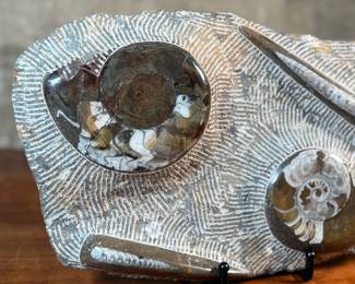 This lot features a display of several ammonite fossils embedded in a rock matrix. Ammonites were extinct marine animals closely related to modern-day cephalopods like the nautilus, octopus, and squid. This rare piece of history measures, 8.5” H x 14.5” W x 2.5” D.
