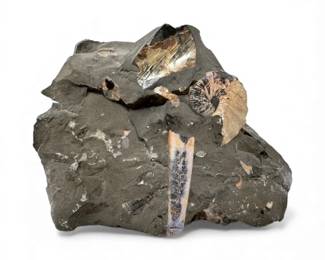 56 OpalizedAmmoniteOrthocerasFossilinMatrix