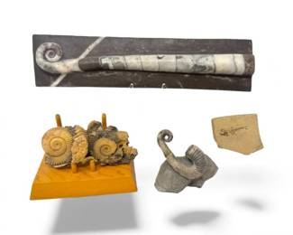 5 MixedFossilLotAmmonitesOrthocerasCurledAmmoniteSmallFish