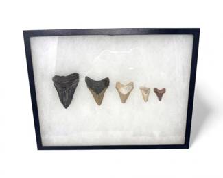 21 MegalodonSharkTeethCollectioninGlassCase5Pieces