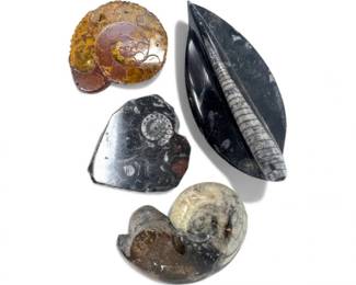 28 AssortedFossilDecorLotAmmoniteSlicesOrthocerasCarving