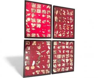 10 4DisplayCasesofMiniatureShellsFossilsSeaSpecimens