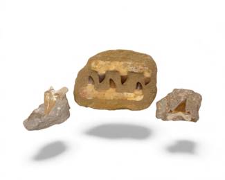 49 MosasaurJawFossil110MillionYearsOldPrehistoricSharkTeeth