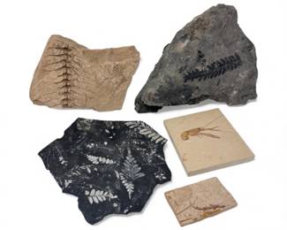 67 MixedFossilLotLobsterFernsPineMiocenePlants