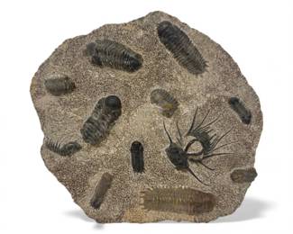 2 LargeMultiTrilobiteFossilPlateNaturalStoneSpecimen