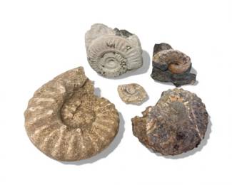 18 Groupof5AmmoniteFossilsPyriteInclusionsJurassicPeriod