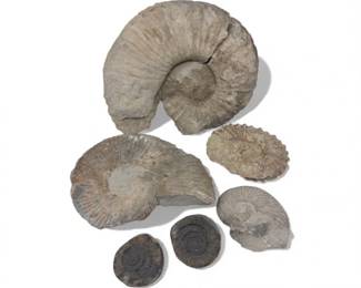 8 LargeMixedAmmoniteFossilLotCretaceousPierreShaleMore