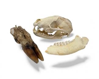 16 LotofAnimalRemainsSkullJawbonePreservedHoof