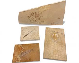 54 FossilSlabLotFishHorseshoeCrabBelemniteJurassicEocene