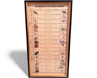68 LargeFramedHistoryofLifeinNorthAmericaFossilDisplay