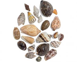 3 AssortedSeaShellsTigerCowryTigrisArabicVolutesMore