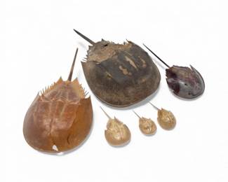 25 AssortedPreservedHorseshoeCrabsExtremelyDelicate