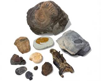 57 MixedFossilCollectionTrilobitesAmmonites