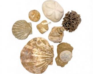 53 MixedFossilLotShellsCoralSandDollarsGastropods