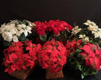 Poinsettias 