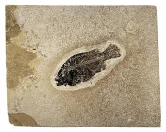 Urlich’s Fossil Gallery Fossilized Phareodus
