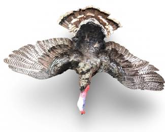Full Mount Flying Wild Turkey Taxidermy

