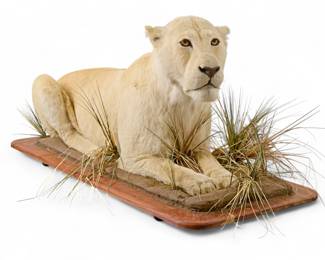 White Lioness Taxidermy Mount Approx. 74" x 30" x 32".