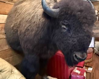 Buffalo 1/2 Body Taxidermy Mount