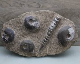 Real Ammonite & Orthoceras Fossil Display