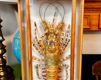 Real framed taxidermy lobster!