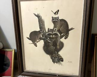 Raccoon Wall Art