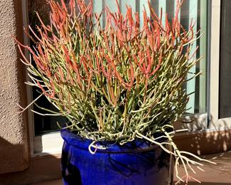 Pencil Cactus/Fire Tree in Blue Pot