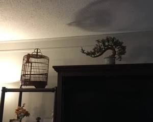 Birdcage. Antique stone tree