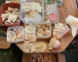 MASSIVE Seashell Mystery Lot