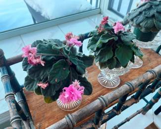 We are selling the African violets!