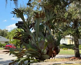 Large hanging staghorn