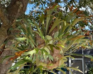 Large hanging staghorn
