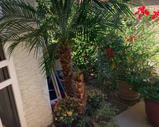 Palm Tree Potted Plant