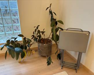 Plants, Folding Trays