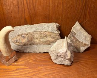 Scrimshaw Whale Tooth Fossilized Shark Tooth Fish Fossil