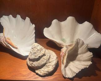 Clam Shells And Fossilized Shell