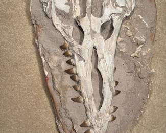 Mososaur Jaw With Teeth