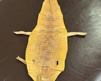 Caiman Crocodile Skin