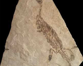 Mesosaurus Fossil Early Permian