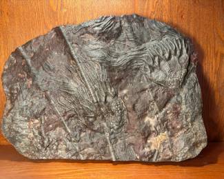 Moroccan Crinoid Fossil 400 Million Years
