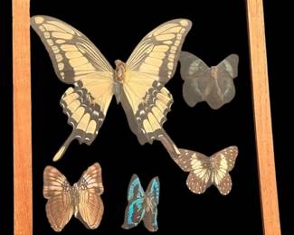 Framed Butterfly Collection Art 