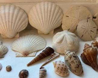 Collection of various natural seashells and sand dollars.